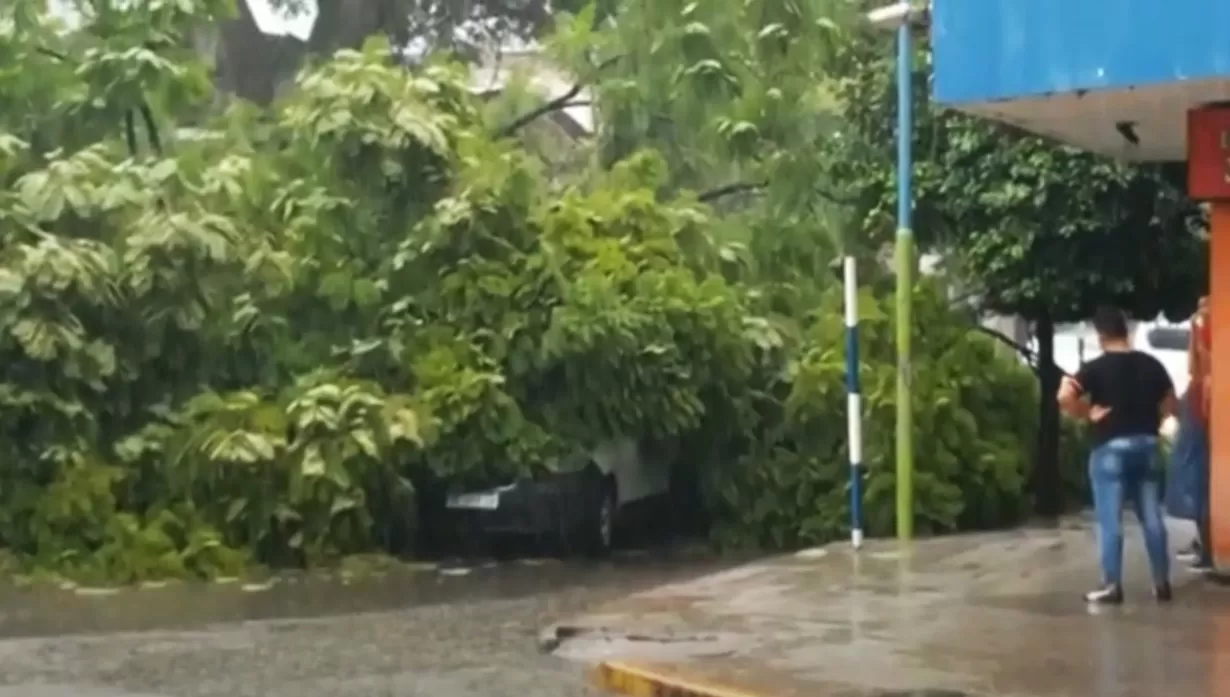 TRAGEDIA CON SUERTE. Un árbol cayó sobre tres autos en Mendoza y Catamarca, pero solo ocasionó daños materiales.