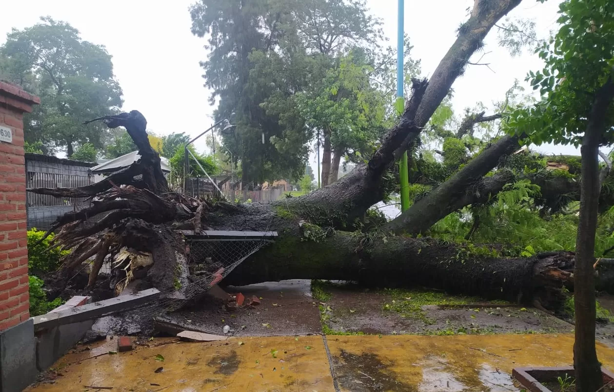 EN FRANCISCO DE AGUIRRE Y MUÑECAS. El árbol cayó sobre la motociclista, que fue derivada a un hospital de urgencia. Foto de Twitter @JorgeGalvan_ok