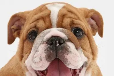 Bulldog inglés: hocico pequeño, frágil de salud