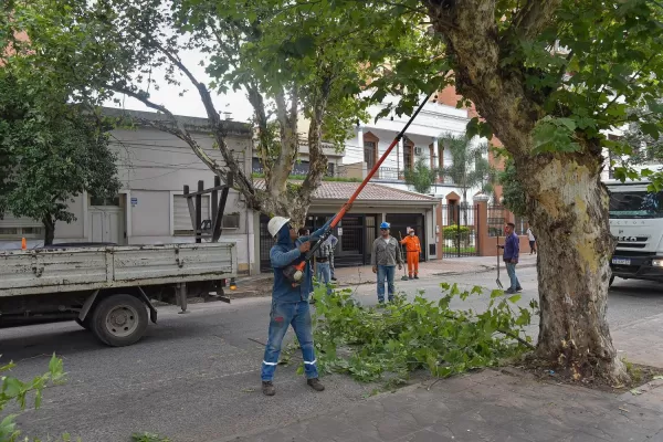 El bussismo pide que el municipio brinde informes sobre el censo del arbolado público