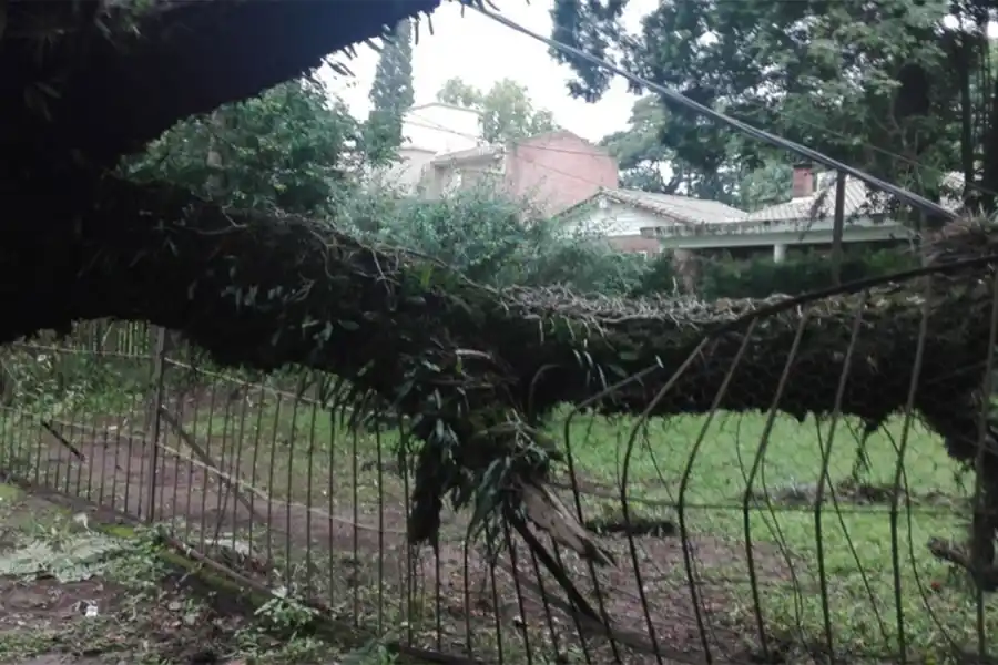 SOBRE LA VERJA. El añoso árbol destrozó parte del frente de la casa.