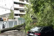 Tormentas en Tucumán: un árbol cayó en Barrio Norte y tuvieron que cortar el tránsito