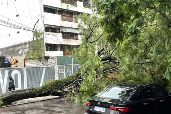 Tormentas en Tucumán: un árbol cayó en Barrio Norte y tuvieron que cortar el tránsito