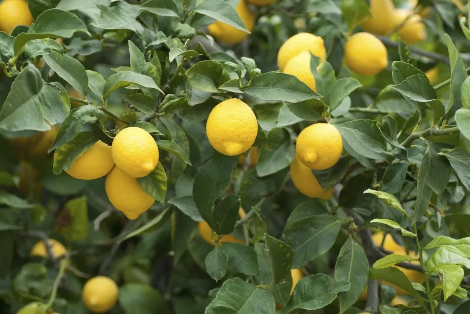 CONTROL. Actualmente, las quintas cítricas bajo monitoreo de Diaphorina citri alcanzan a las 22.000 hectáreas, aproximadamente.