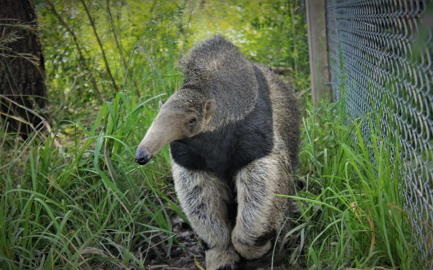 Día Mundial del Oso Hormiguero