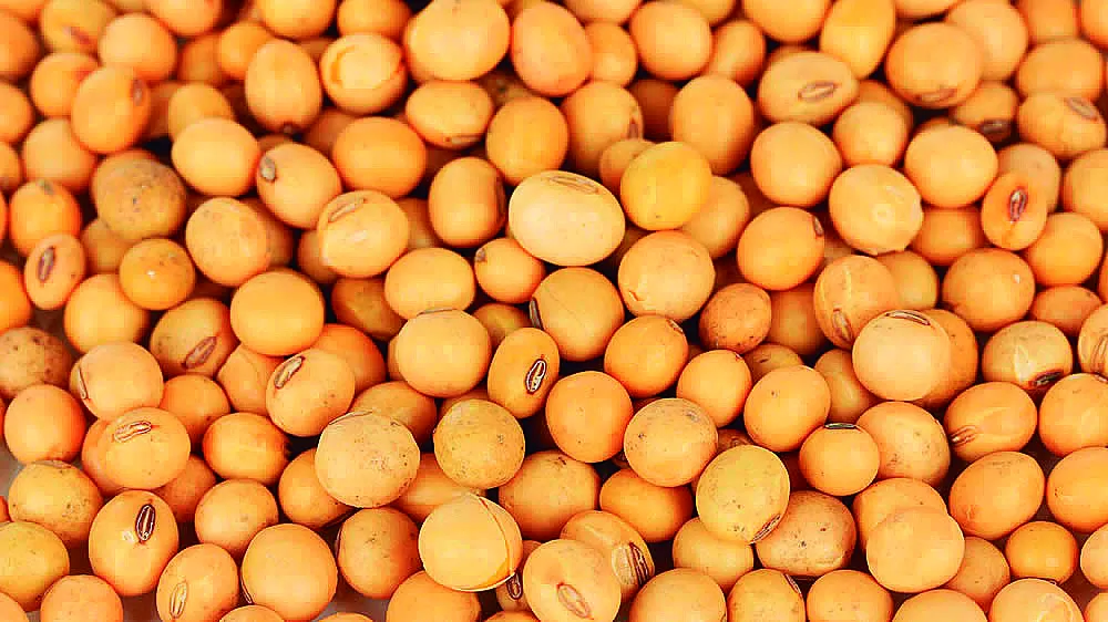 El USDA redujo las estimaciones de toneladas de soja para Sudamérica