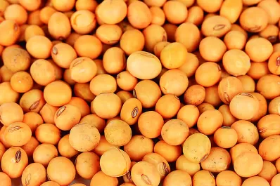 El USDA redujo las estimaciones de toneladas de soja para Sudamérica