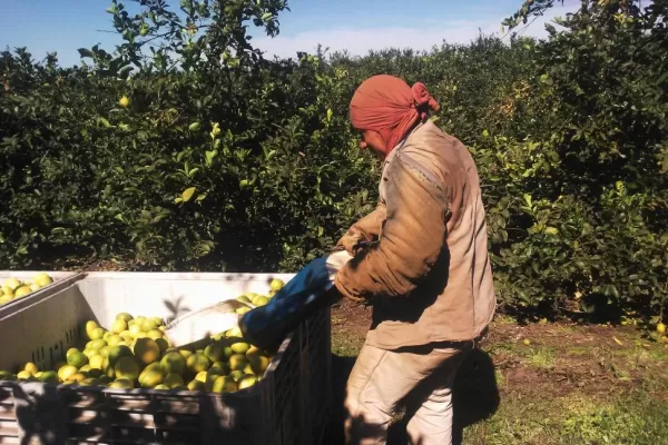 El horizonte citrícola luce sombrío en el NOA