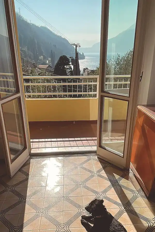 Oeste, la perrita que vivía en un cementerio y se mudó a Italia