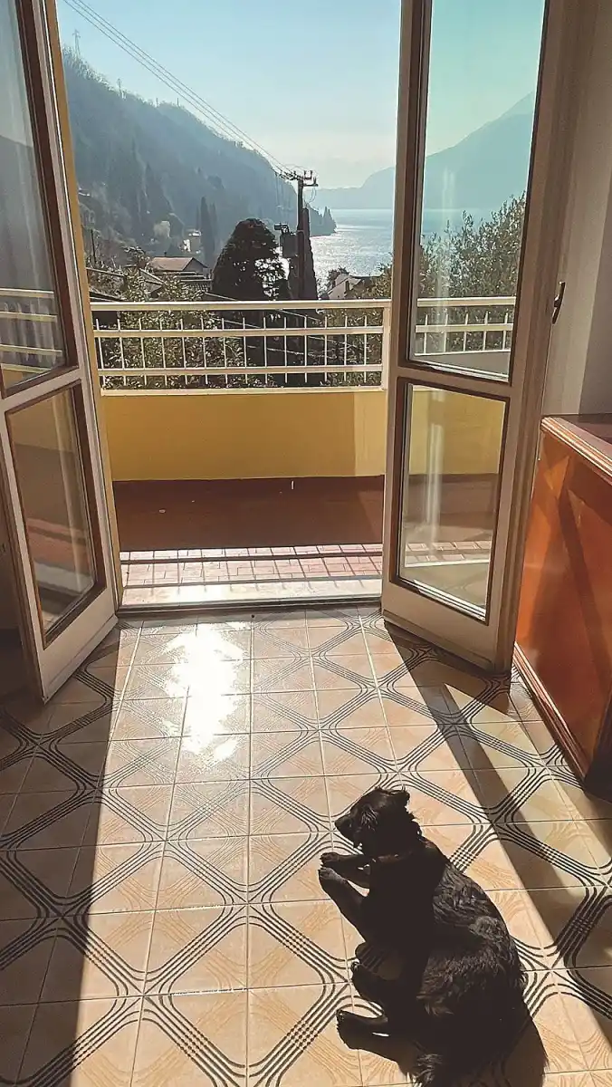 Oeste, la perrita que vivía en un cementerio y se mudó a Italia