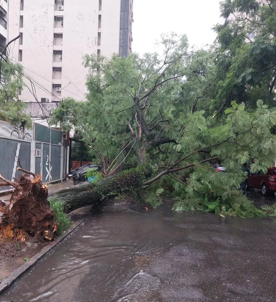 SIN VÍCTIMAS. Un árbol cayó en la esquina de Santiago y Corrientes. 