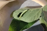 La “oruga medidora” está resistiendo la tecnología Bt