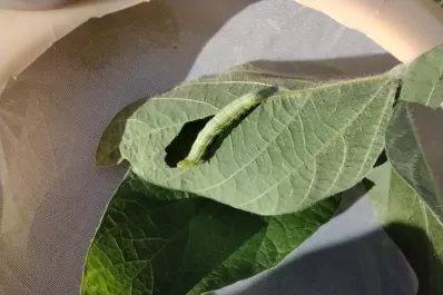 La “oruga medidora” está resistiendo la tecnología Bt