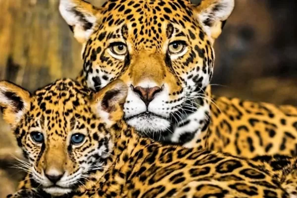 Yaguaretés y osos hormigueros en realidad aumentada