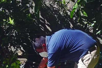 Dengue: preocupa la gran cantidad de mosquitos que hay en las casas