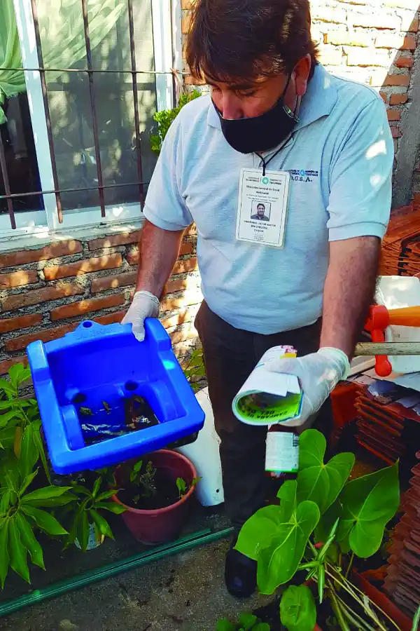 Dengue: preocupa la gran cantidad de mosquitos que hay en las casas 