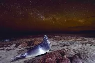 Una fotógrafa chubutense, premiada por su foto de un cachorro de elefante marino