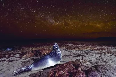 Una fotógrafa chubutense, premiada por su foto de un cachorro de elefante marino