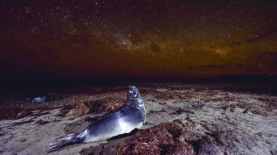 FOTO GANADORA. Un cachorro de elefante marino juega, por la noche, junto a su manada. De fondo, una playa ubicada en Rawson. 