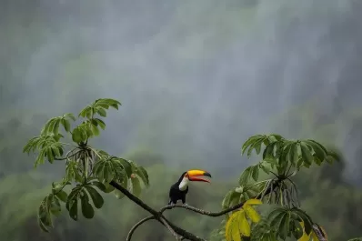 Una alianza para preservar el 30% de la tierra y el mar