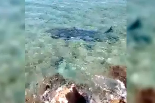 Colombia: un tiburón atacó y mató a un turista italiano