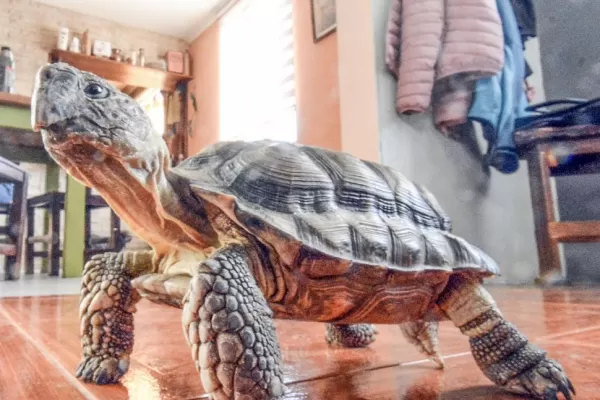 Mascotismo, un peligro para la fauna silvestre