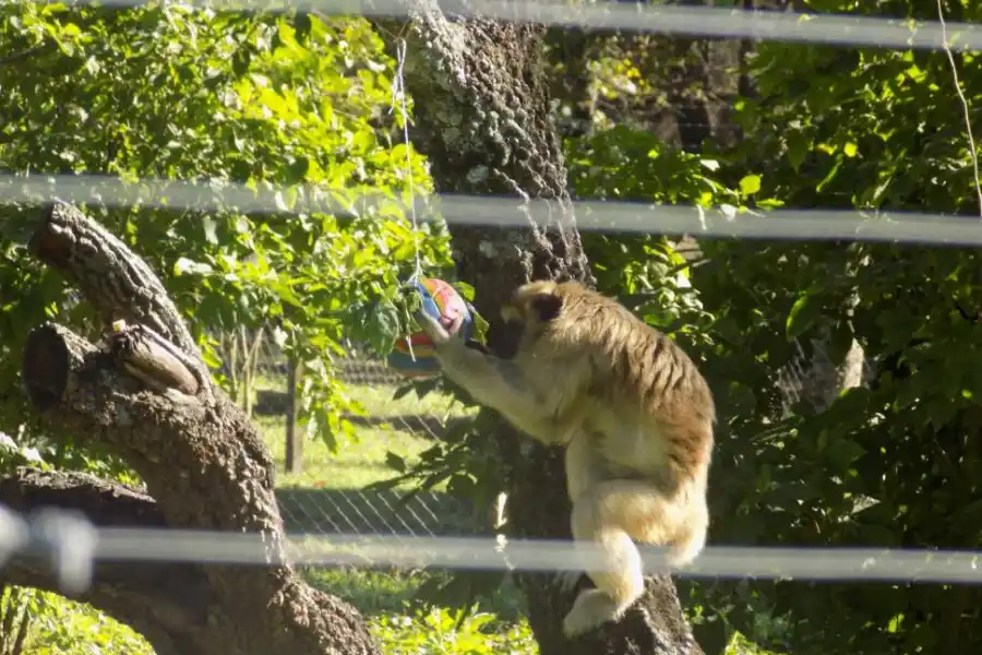 EN CASA. Una vez domesticado, es difícil que un animal silvestre se libere. 