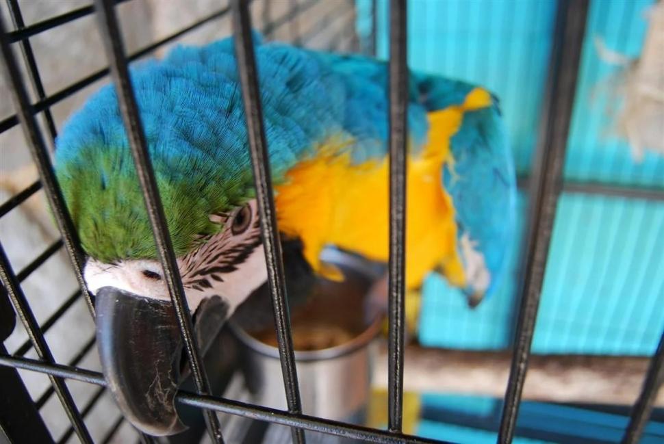AVES.  El comercio ilegal de loros pone en gran peligro a la especie. 