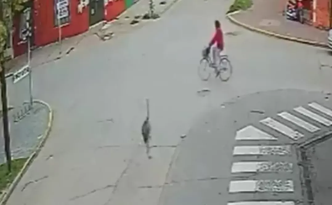 El momento previo a que el ñandú atropelle a una ciclista