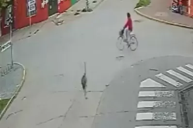 Insólito: un ñandú atropelló a una ciclista y quedó registrada en un video