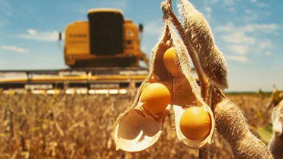 NIVEL MUNDIAL. Argentina es el principal exportador de harina y aceite de soja 