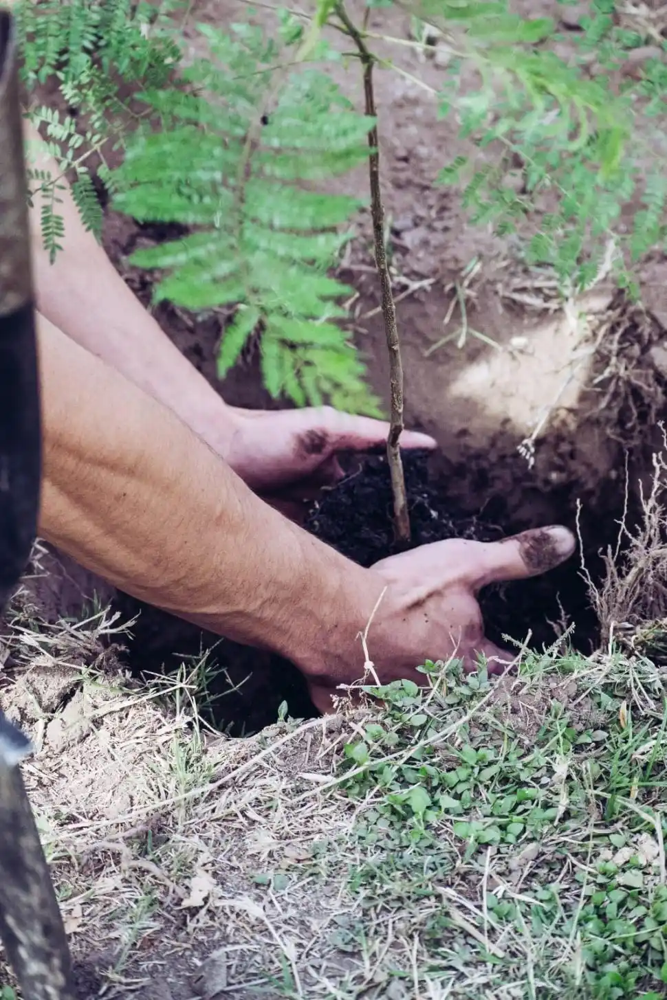 PRIMER OBJETIVO. La meta son 100 árboles plantados en la provincia.  