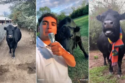 Le salvo la vida a una ternerita herida y la convirtió en su mascota: “Es mi perro vaca”