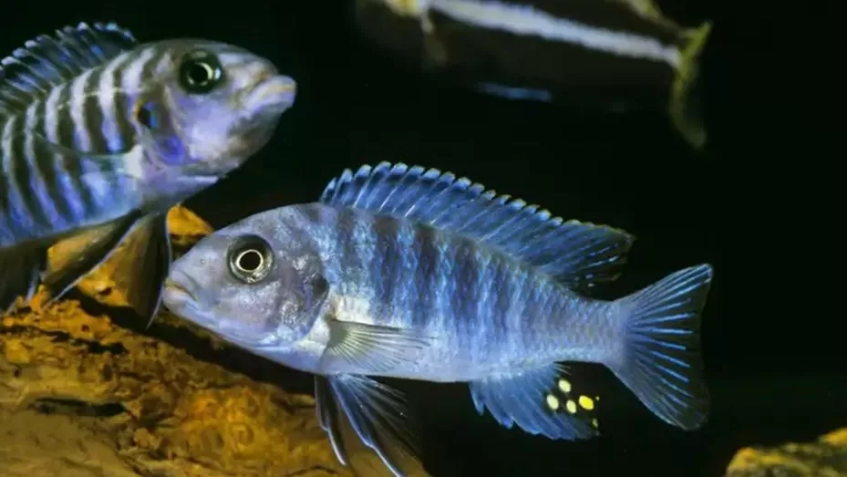 Según un estudio, los peces de agua dulce tienen aptitudes para las matemáticas