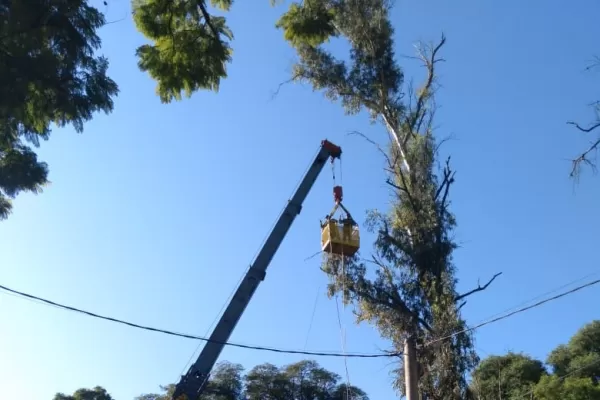 Extraen cinco eucaliptos secos en el parque Avellaneda