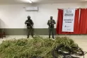 En Tucumán, Gendarmería secuestró más de 950 plantas de marihuana en un operativo