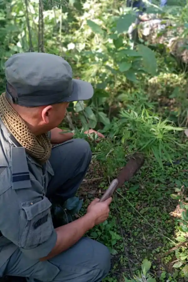 EN PLENO OPERATIVO. Un efectivo de Gendarmería levanta una planta de marihuana. Foto Prensa Gendarmería