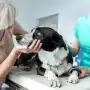 Por qué tu mascota se comporta mal en el veterinario: la ciencia detrás del miedo a las agujas y las mesas frías