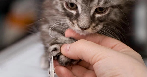CUIDADO CON LAS UÑAS. Incluso si tu gato tiene un dispositivo raspador en casa, es necesario cortrárselas. 