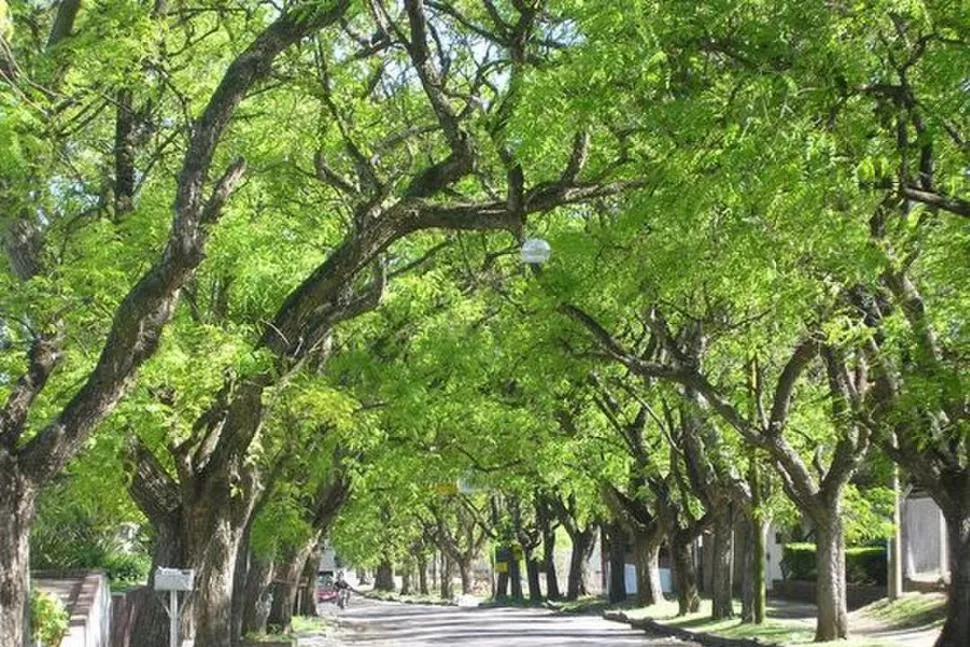 PUNTO DE INICIO. Para planificar un arbolado urbano se debe partir de relevar las existencias arbóreas. LA GACETA