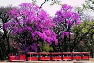 Señal de alerta: Tucumán no puede darse el lujo de tener árboles muy altos en sus calles