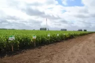 La incertidumbre reina en el campo, que solo hará inversiones “defensivas” para protegerse