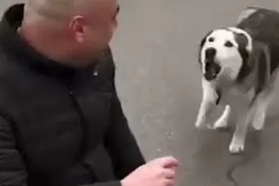 Video: la alegría de un perro al reencontrarse con su dueño en medio de la guerra de Ucrania