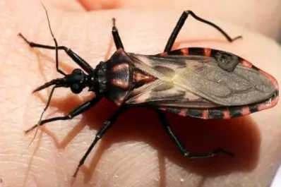 El mal de Chagas afecta a 2 millones de argentinos y el 70% no sabe que lo padece