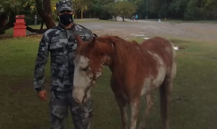 EL CABALLO PODRÁ REENCONTRARSE CON SU DUEÑO. 