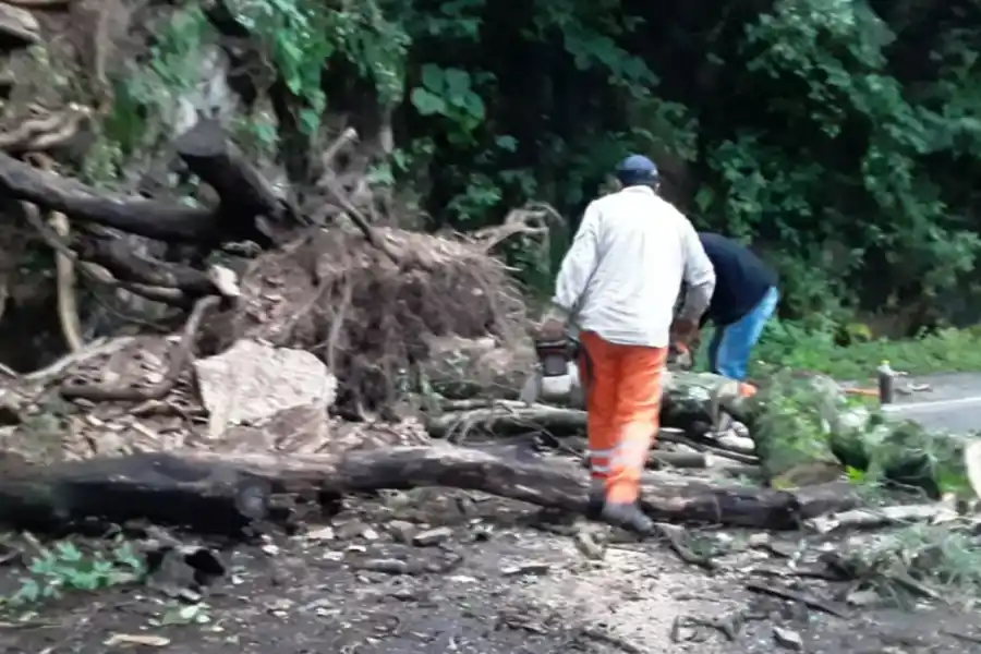 CON CUIDADO. Trabajadores de Vialidad cortaron los troncos y liberaron la calzada sobre la ruta 338.