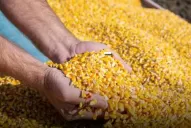 Posible panorama bueno para el maíz