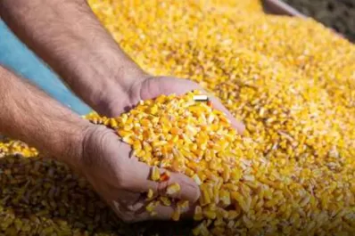 Posible panorama bueno para el maíz