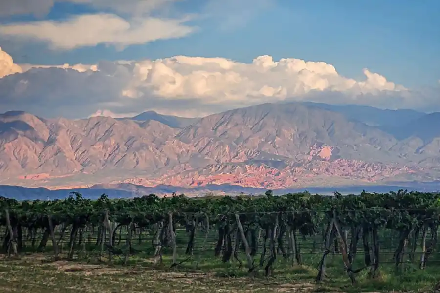 EN PLENO CRECIMIENTO. Hay viñedos de la cepa Malbec en Cuyo -la mayor cantidad- y en el NOA, pero se van expandiendo a otras regiones.