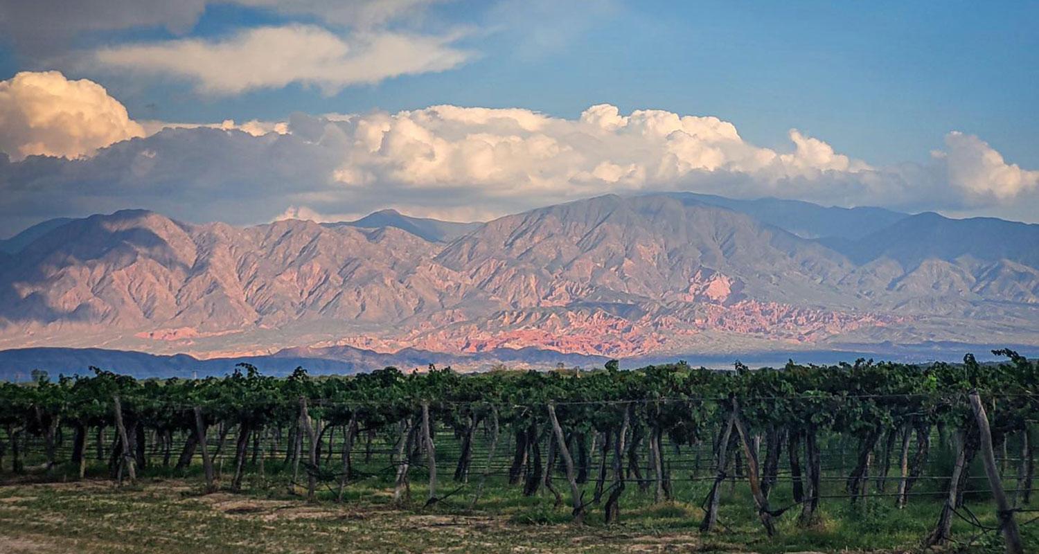 EN PLENO CRECIMIENTO. Hay viñedos de la cepa Malbec en Cuyo -la mayor cantidad- y en el NOA, pero se van expandiendo a otras regiones.